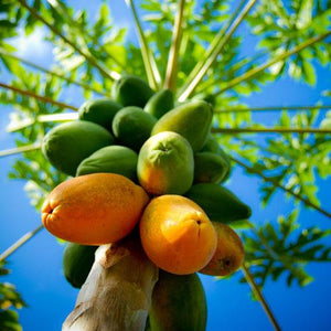 Fresh Papayas for Kauai Based Monkeypod Jam's Handmade Papaya Vanilla Jam - HawaiiProducts.com